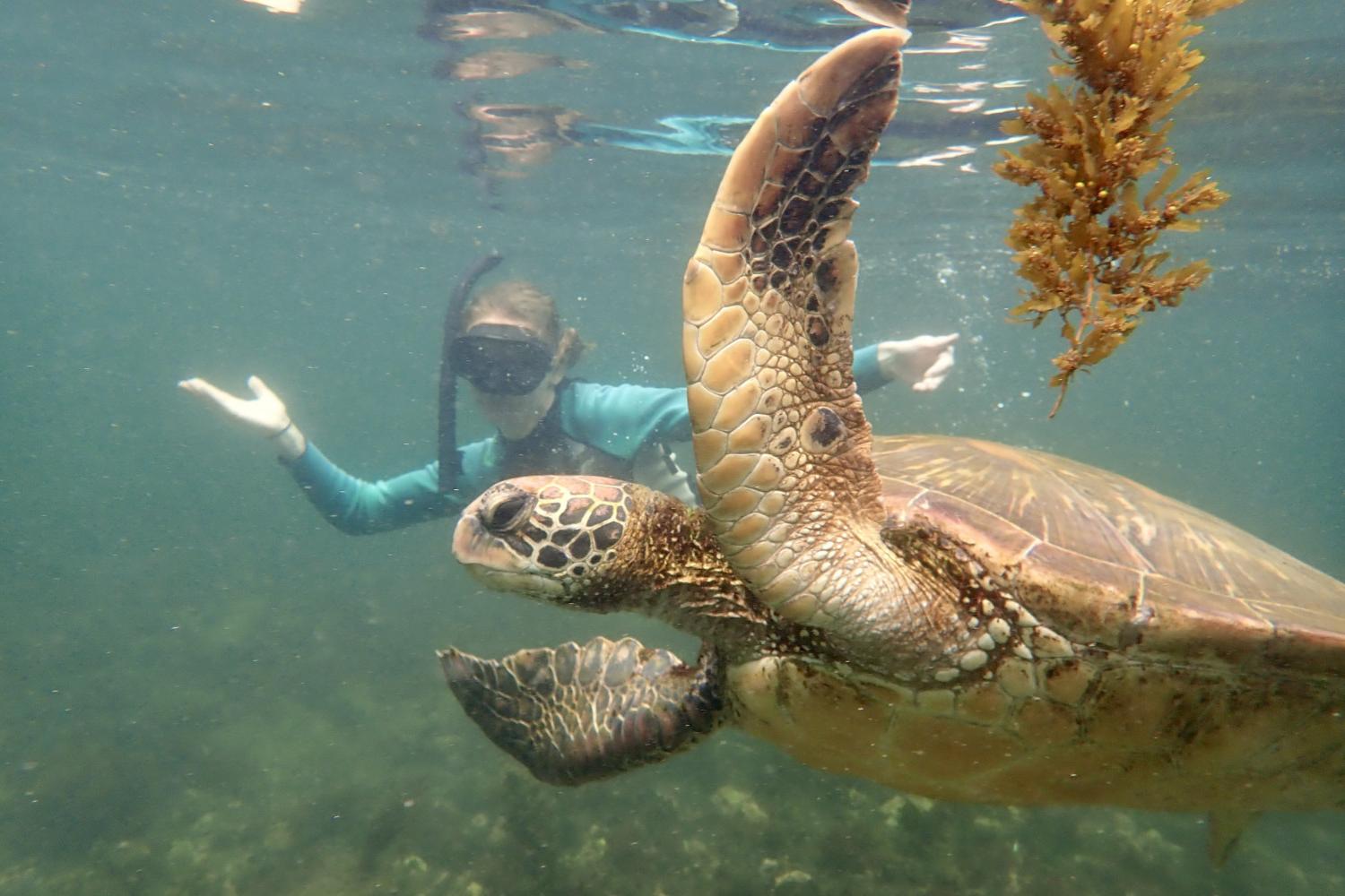 一名<a href='http://rnt.daves-studio.com'>全球十大赌钱排行app</a>学生在Galápagos群岛游学途中与一只巨龟游泳.